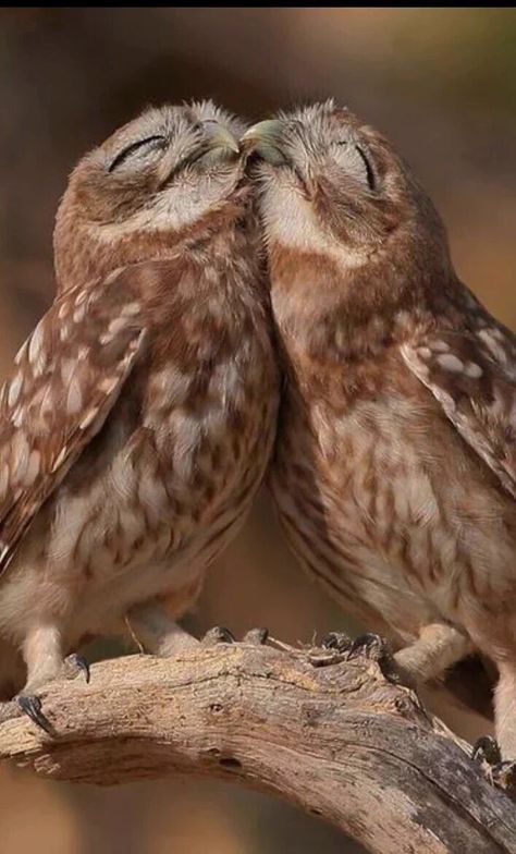 PIC on Twitter: "Kiss https://t.co/3pE10eyvtY" Two Owls, Little Owls, Photo Animaliere, Burrowing Owl, Owl Photos, Owl Pictures, Beautiful Owl, Pretty Birds, Bird Photo