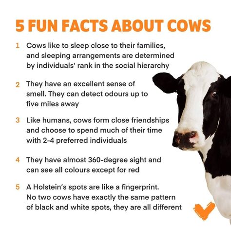 Cow Facts, Animal Facts, Facts About, 360 Degree, Did You Know, Fun Facts, Cow, Log In, Log