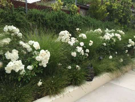 Iceberg Roses, Miscanthus Morning Light and Berkeley Sedge hide a simple retaining wall. Trailing Rosemary growing from the top drape to help hide the wall as well. White Roses Garden Front Yards, Trailing Rosemary, White Rose Bush Front Yards, Small Rose Garden Ideas, Berkeley Sedge, Iceberg Roses Landscape Front Yards, Iceberg Roses, White Iceberg Roses Front Yard, Iceberg Roses Landscape