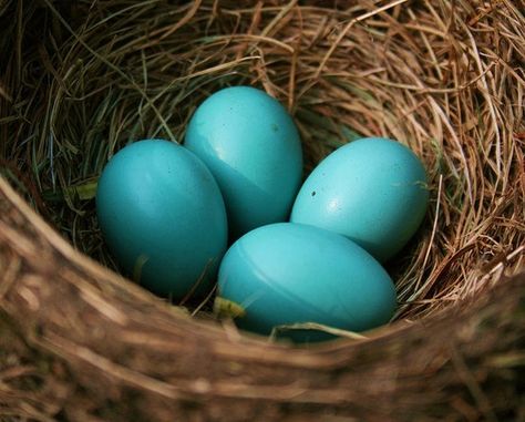 Oeufs turquoises Eggs In A Nest, Egg Nest, Behind Blue Eyes, Blue Eggs, Bird Eggs, Shades Of Turquoise, Aqua Turquoise, Robins Egg, Robins Egg Blue