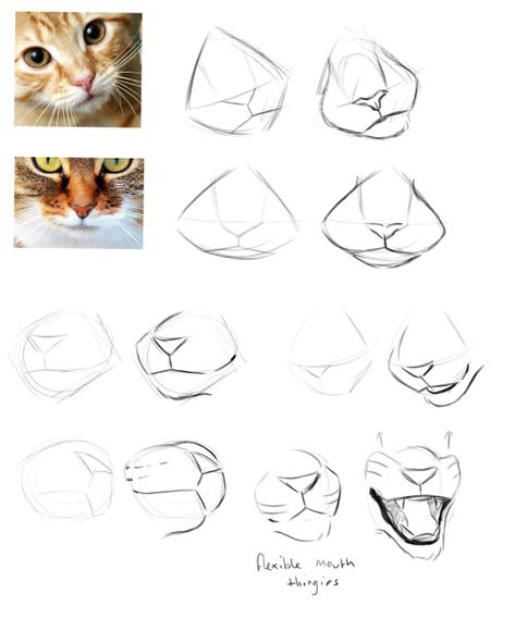 Cat Drawing Tutorial, Cats Art Drawing, Cat Anatomy, Warrior Cat Drawings, Warrior Cats Art, Different Angles, Drawing Tutorials, Facial Expressions, Cat Drawing