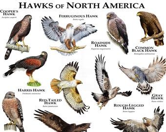 North American Birds Species Poster A3 size | Etsy Biome Project, Hawk Species, Harris Hawk, Cooper's Hawk, Red Tailed Hawk, Wildlife Artists, America Art, Biome, Animal Facts