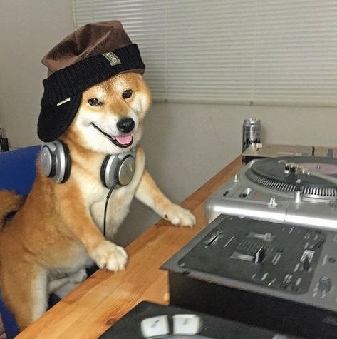 DJ Shiba Animal Captions, Japanese Dogs, Shiba Inu Dog, Cute Dog Pictures, You Love Me, Weiner Dog, Dog Memes, Shiba Inu, 귀여운 동물