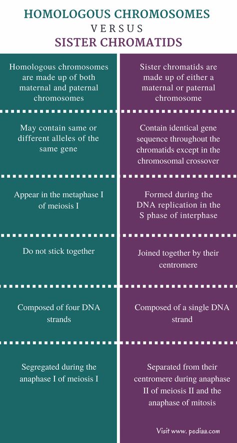 Sister Chromatids, Homologous Chromosomes, Chromosomal Abnormalities, Dna Replication, Dna Molecule, Genetic Variation, Study Tips For Students, Human Male, What Is The Difference Between