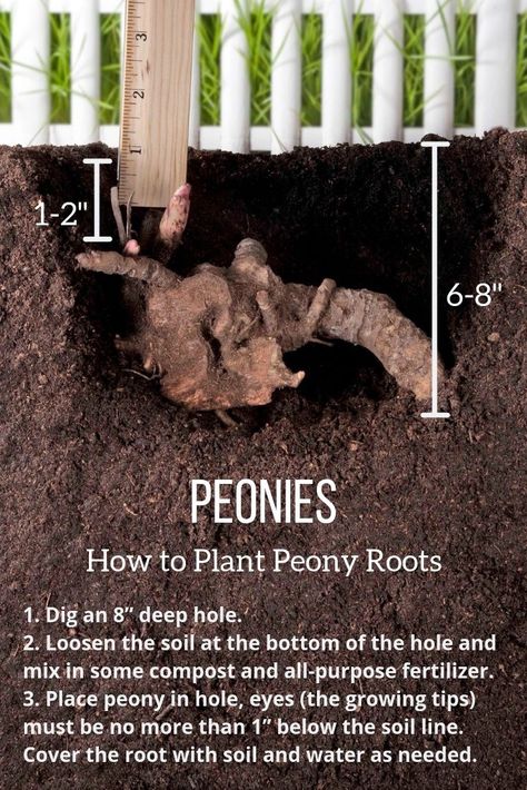 How To Plant Peonies, Plant Peonies, Peony Care, Planting Peonies, Peony Garden, Peony Root, Growing Peonies, Peonies Garden, Garden Yard Ideas