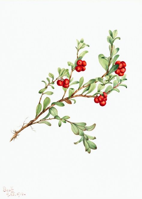 Red Flower Illustration, Bearberry Plant, Strawberry Paper, Holly Flower, Uva Ursi, Inktober 2024, Illustration Nature, Free Illustration Images, Magical Herbs