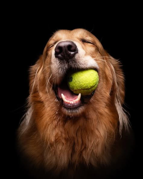 D o gF a c e — Bobby Fisher Funny Dog Photography, Fun Dog Photoshoot, Studio Dog Photography, Golden Retriever Photoshoot, Dog And Me Photoshoot, Pet Photo Ideas, Dog Photography Creative, Dog Photography Ideas, Bobby Fisher