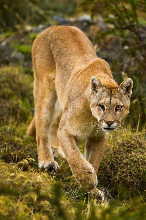 Puma (Puma concolor) / Image by pumapix (Sebastian Kennerknecht) from instagram Eine Aufladung mit positiver Stimmung für den ganzen Tag. Weitere positive Videos auf unserem Telegramm, gehen Sie zu 🐶🦊🐻🐼🐻‍❄️🐨🐯🦁🐮🐷🐥 Pumas Animal, Puma Animal, Power Animal, Mountain Lion, Baby Animals Funny, Big Cat, Leopards, Latin America, From Instagram