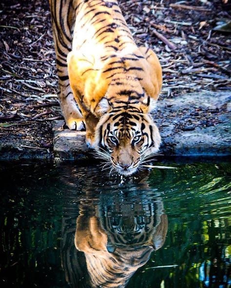 Tigers are Magnificent on Instagram: “Beautiful photograph of a tigers reflection in the water ❤ Photo by @luckyapplepictures Be sure to rate 1-10 and follow @magnificent_tigers…” Crouching Tiger, Water Photo, Water Reflection, Water Reflections, Instagram Look, Beautiful Animals, Animals Beautiful, Tigers, That Look