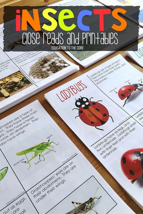 Insect Unit Study, Insect Life Cycle, Insect Unit, Insects Preschool, Bugs Preschool, Insect Activities, Attention Getters, Close Reading Activities, Insects Theme