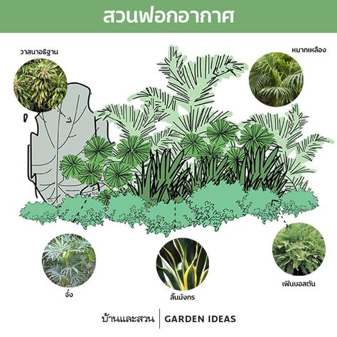 Garden Planting Layout, Landscape Design Drawings, Landscape Architecture Drawing, Planting Design, Landscape Construction, Bottle Garden, Landscape And Urbanism, Tropical Tree, Landscape Architecture Design