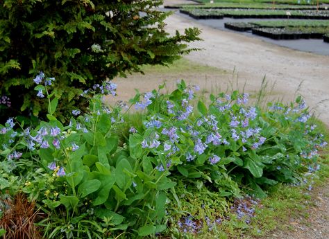 Wild Gardens, Virginia Bluebells, Shade Perennials, Light Blue Flowers, Woodland Garden, Spring Colors, Native Plants, New Hampshire, Blue Flowers