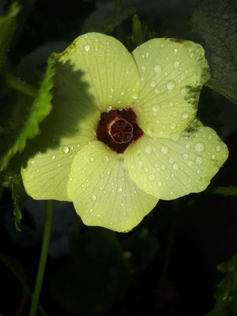 This is okra flower Okra Flower, Okra Plant, Flower Types, Okra, Cute Birds, Types Of Flowers, Hibiscus, Dandelion, Bike