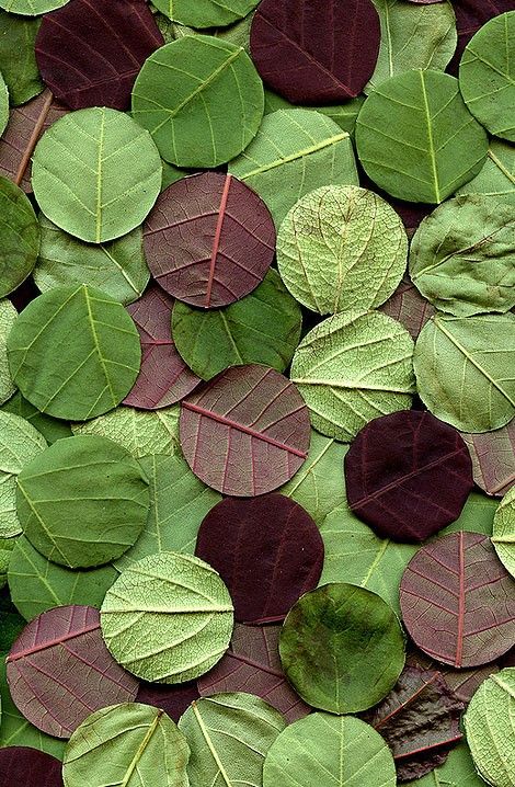 . Leaf Confetti, Eco Kids, Southern Weddings, Mix Media, Leaf Art, Land Art, Patterns In Nature, Color Textures, Ikebana