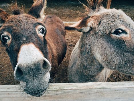 Vegan Birthday, Animal Conservation, Animal Sanctuary, Endangered Animals, The Donkey, Donkeys, Endangered Species, Animal Wall Art, Photo Canvas