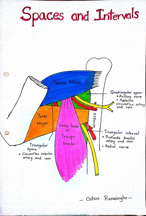 Upper Limb Anatomy Notes, Bony Landmarks, Limb Anatomy, Upper Limb Anatomy, Shoulder Anatomy, Anatomy Notes, Anatomy Flashcards, Medical Notes, Medicine Notes