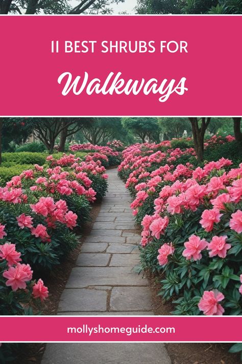 Enhance the charm of your walkways with the best shrubs for walkways that offer both beauty and functionality. Discover perfect plants for walkways that are not only aesthetically pleasing but also easy to maintain. Whether you are looking for landscaping shrubs, shade-loving options, or low-growing evergreen varieties, we've got you covered. Create a cozy atmosphere with privacy bushes or opt for low-maintenance evergreen shrubs to elevate your outdoor space effortlessly. Low Maintenance Evergreen Shrubs, Walkway Landscaping Plants, Best Shrubs For Front Of House, Bushes With Flowers, Shrubs Shade, Privacy Bushes, Shrubs In Front Of House, Fast Growing Privacy Shrubs, Juniper Shrub