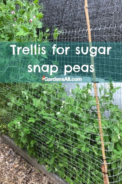 Right-Sugar Ann is a strong and earlier producer. Left-Sugar Magnolia Tendril is setting purple pods. #Trellis #PeaTrellis #TrellisForSnowPeas #SugarMagnoliaTendril #SugarSnapPeasTrellis #GardenIdeas Beans Trellis Ideas, Sugar Snap Pea Trellis, Beans Trellis, Peas Trellis, Trellis For Peas, Purple Peas, Snap Pea Trellis, Seed Inventory, Garden Prep