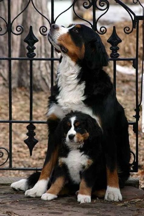 Burmese Mountain Dogs, Psy Chihuahua, Bernese Mountain Dogs, Black Palette, Psy I Szczenięta, Two Dogs, Bernese Mountain, Chihuahua Dogs, Bernese Mountain Dog