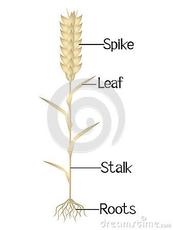 Barley Tattoo, Wheat Plant, Beautiful Illustration, Parts Of A Plant, Plant Growth, Barley, Botany, Travel Photos, Personal Development