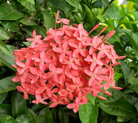 Red Jasmine Flower, Red Jasmine, Indian Jasmine, Red Indian, Nassau Bahamas, Jasmine Flower, Favorite Flowers, Nassau, Amazing Flowers