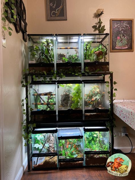 Reptile Rack Ideas, Reptile Bedroom, Reptile Room Setup, Reptile Room Aesthetic, Reptile Room Ideas, Reptile Rack, Moon Lily, Gecko Terrarium, Fish Tank Terrarium