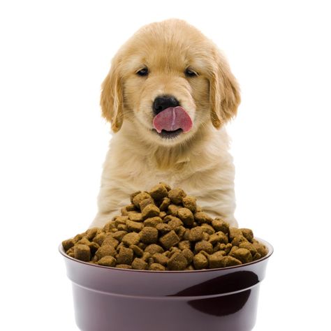 What should I feed my family? — Vet Harmony Vegetarian Dog Food Recipe, Pet Food Store, Food Recommendations, Canned Dog Food, Dog Food Brands, Dog List, Natural Diet, Dog Diet, Best Dog Food