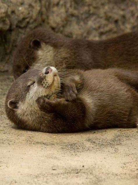 Baby otters sleep Sleeping Otters, Otter Pup, Otters Cute, Otter Love, Baby Otters, Lovely Creatures, Noah's Ark, Chiba, Sweet Animals