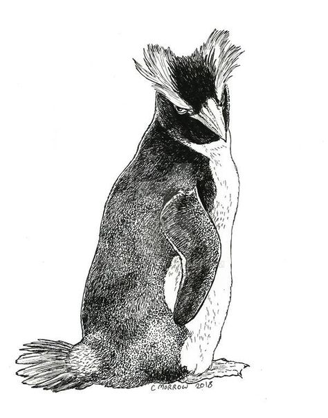 Inktober 2018 - Erect-crested Penguin by Ciameth on DeviantArt Penguin Sketch, Penguin Tattoo, Illustration Art Kids, Disney Art Drawings, Arm Tattoos, Animal Sketches, Art Kids, Visionary Art, Disney Art