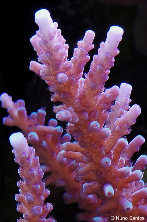 Coral (Acropora sp.): close up view of the structure and harsh lighting creates an interesting perspective. Coral Reef Structure, Sea Coral Aesthetic, Coral Reef Close Up, Coral Close Up, Coral Reef Photography Landscape, Structures In Nature, Coral Structure, Pink Coral Reef, Coral Photography