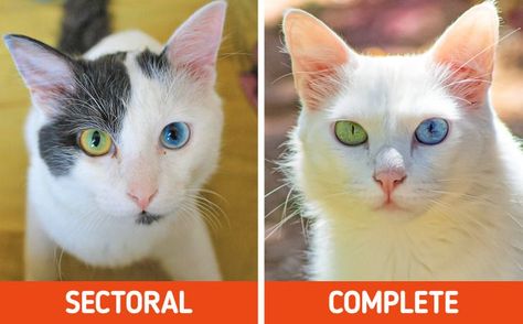 Occasionally we come across cats who have different color eyes. This is an inborn feature that is called heterochromia. It can be sectoral or complete. 5-Minute Crafts wants to tell you why cats sometimes have eyes that are different colors and what heterochromia is all about. 2 Different Color Eyes, Different Color Eyes, Sectoral Heterochromia, Heterochromia Eyes, Cat Eye Colors, Color Eyes, Gorgeous Cats, Apa Aja, Happy Animals