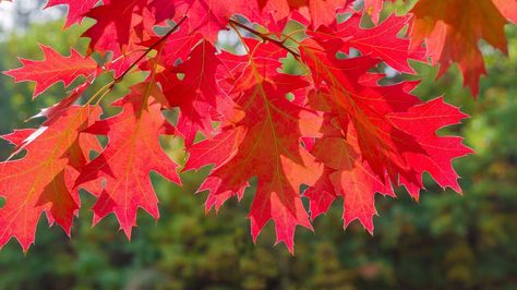 Northern Red Oak: A Tree of Ease Shade Arbor, Drought Tolerant Trees, Red Oak Tree, Tree Seedlings, Hedging Plants, Street Trees, Live Tree, Specimen Trees, Arbour Day