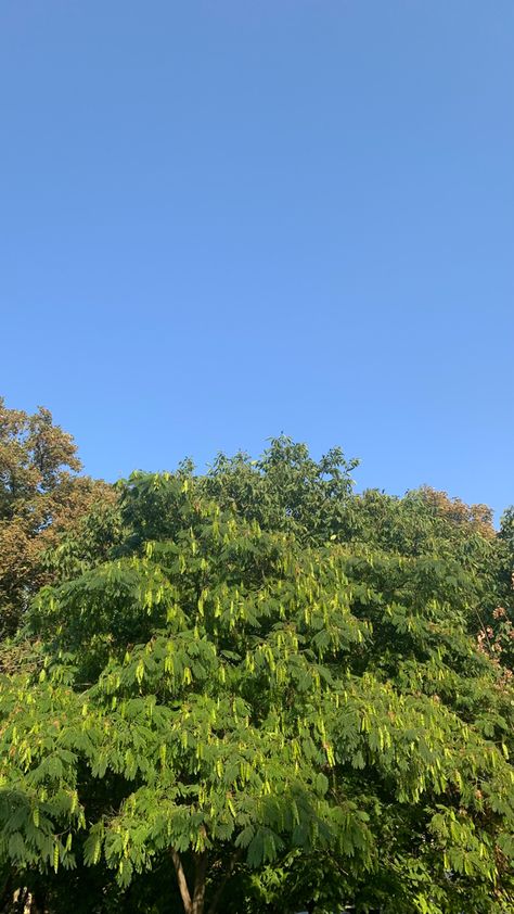 sky without clouds, trees, sky Sky Without Clouds, Trees, Nature