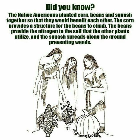 The Three Sisters #funny #memes Native American Wisdom, Corn Plant, Home Vegetable Garden, Food Garden, Three Sisters, Plant Mom, Veggie Garden, Growing Food, Of The Earth