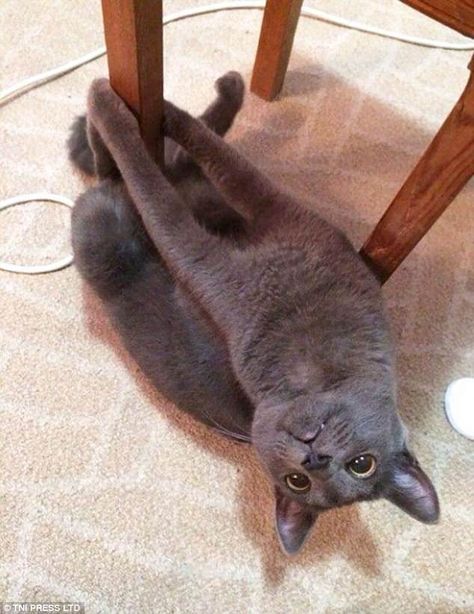 Gray Cat, Dancing Cat, Cute Kittens, Cats Meow, Funny Animal Pictures, On The Floor, Crazy Cat Lady, Beautiful Cats, Animal Memes