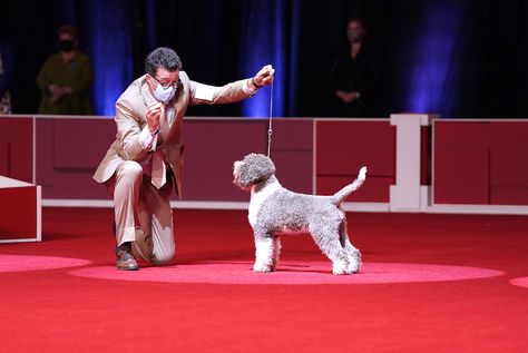 Lagotto Romagnolo, Scottish Deerhound, Lakeland Terrier, Manchester Terrier, Welsh Terrier, Tibetan Terrier, Bearded Collie, Royal Canin, Best In Show