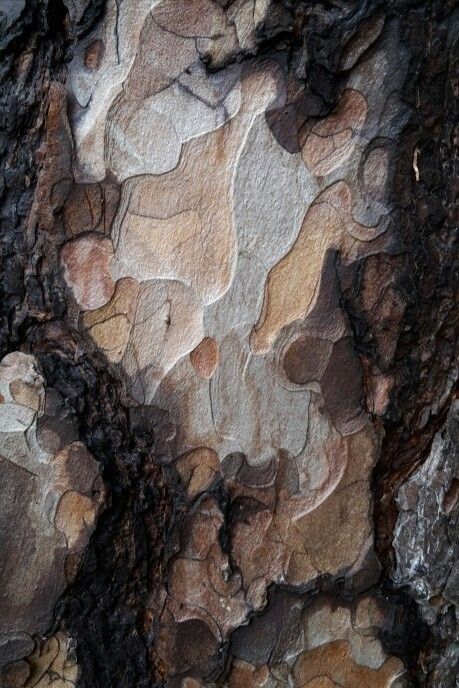 Do you want to gain some natural inspirations? Be dazzled by the inspiration you can find at pullcast.eu #inspiration #nature #homedesign #interiordesign #pinterestinspired Tree Bark Pattern, Tree Bark Photography, Tree Bark Drawing, Tree Bark Art, Textures In Nature, Tree Texture, Foto Macro, Taman Air, Tree Bark Texture