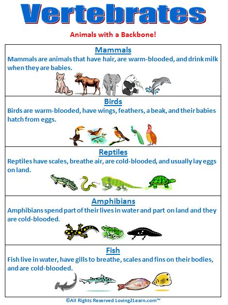 Vertebrates Chart  www.loving2learn.com Vertebrates Animals, Animal Classification Activity, Classifying Animals, Vertebrates And Invertebrates, Montessori Science, Animal Classification, Different Animals, 4th Grade Science, 6th Grade Science