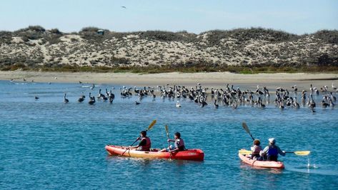 #GoAltaCA | Escape to California's quaint Moss Landing for a family weekend filled with kayaking and fresh seafood - Pictured: Nearby Elkhorn Slough — one of the state’s largest estuaries and home to seals, sea otters and migrating sea birds — is an ideal spot for paddling. Hungry? Try Phil's Fish Market, but pack your patience. Elkhorn Slough, Sea Otters, Quick Getaway, Family Weekend, Fish Market, Ocean Decor, California Beach, Fresh Seafood, Fishing Villages