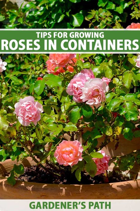 Roses In Containers, Potted Roses, How To Grow Roses, Container Roses, Jude The Obscure, Texas Plants, Rose Garden Design, Best Roses, Food Plot