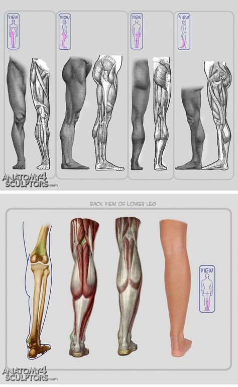 Find more at https://www.facebook.com/CharacterDesignReferences if you're looking for: 남성 근육, Leg Anatomy, Human Anatomy Reference, Drawing Portraits, Drawing Legs, Man Anatomy, Anatomy Tutorial, Muscle Anatomy, Anatomy Poses