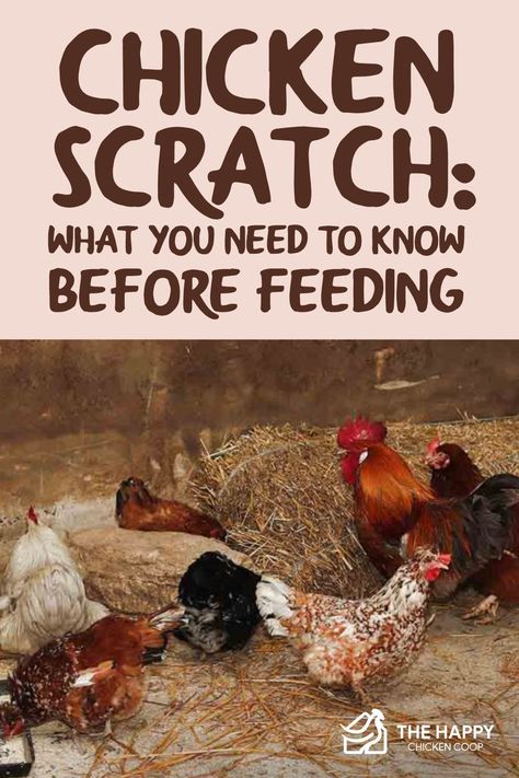 In this article, we discuss everything you need to know about chicken scratch. The differences in chicken feed and scratch and so much more. Raising Canes Chicken, Homemade Chicken Coop, Chicken Feed Recipe, Chicken Feed Diy, Farming Aesthetic, Chicken Bits, Chicken Projects, Pet Chickens Breeds, Organic Chicken Feed