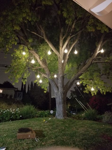 Lights In Trees, School Ground, Japanese Lighting, Outdoor Tree Lighting, Fairy Lights In Trees, Meteor Lights, Church Christmas Decorations, Tree With Lights, Home Door Design