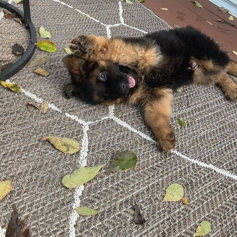 German Shepherd Aesthetic, Baby German Shepherds, Puppy And Kitten, Cute Husky Puppies, Dutch Shepherd, What To, Day 1, Gsd Dog, German Shepherd Puppy