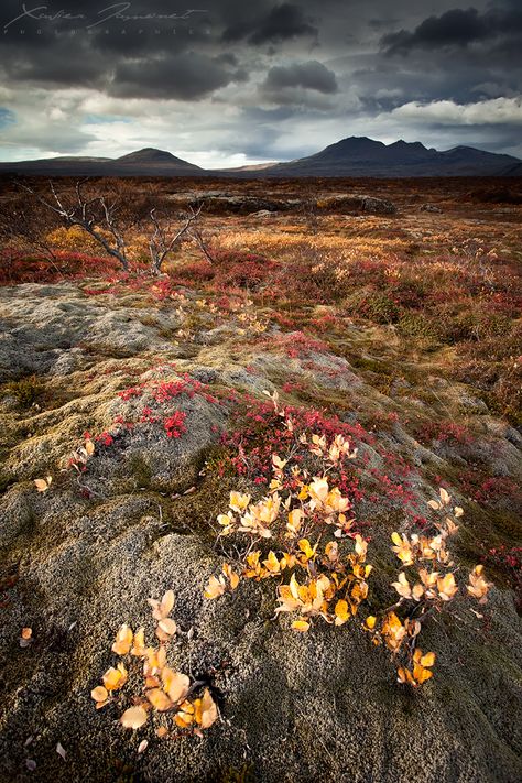 Thingvellir National Park, Breathtaking Photography, Visit Iceland, Flora Fauna, Iceland Travel, Amazing Nature, Land Scape, Nature Beauty, Beautiful World