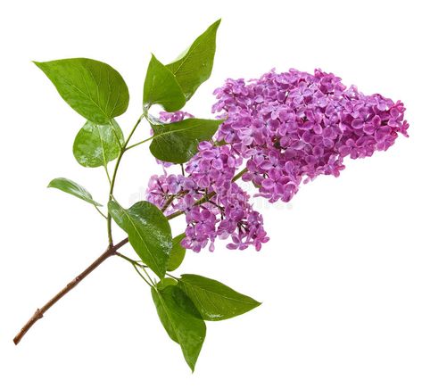 Purple lilac branch isolated on white. Background #Sponsored , #sponsored, #PAID, #lilac, #Background, #white, #Purple Washington State Road Trip, Lilac Branch, Background Leaf, Lilac Flowers, Acrylic Oil Painting, Purple Lilac, Washington State, Photo Stock, Red Peppercorn