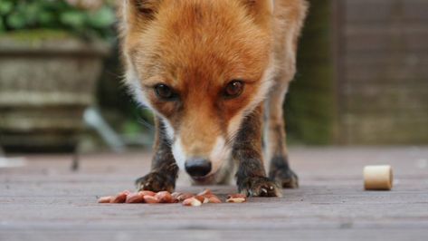 What food is best for Foxes? - Fox Guardians Fox Eating, Fox Food, Fox Eat, Prey Animals, Fox Dog, Sushi Night, Animals Amazing, Grey Fox, Unprocessed Food