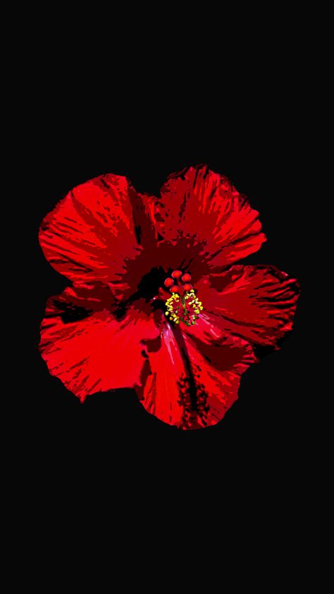 Wallpaper With Black Background, Hibiscus Flower Wallpaper Aesthetic, Delilah Flower, Wallpaper With Black, Red Flower Wallpaper, Spanish Flowers, Red Lily, Iphone Black, Hibiscus Flower