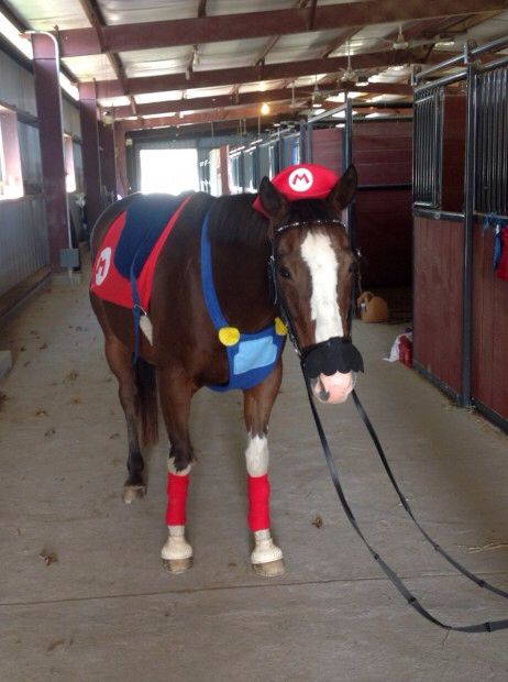 Horse Costume Horse And Rider Costumes, Horse Costume Ideas, Horse Halloween Ideas, Halloween Barn, Horse Fancy Dress, Nintendo Cosplay, Super Mario Costumes, Horse Halloween Costumes, Horse Halloween