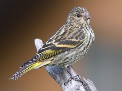 North Carolina Winter, Feeding Birds In Winter, Pine Siskin, Siskin, Winter Birds, Bird Feeding, Winter Bird, Humming Bird Feeders, Goldfinch